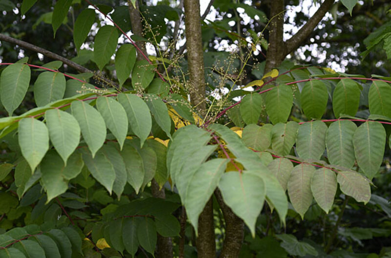 Awake So’n Mài Silver Leaf 